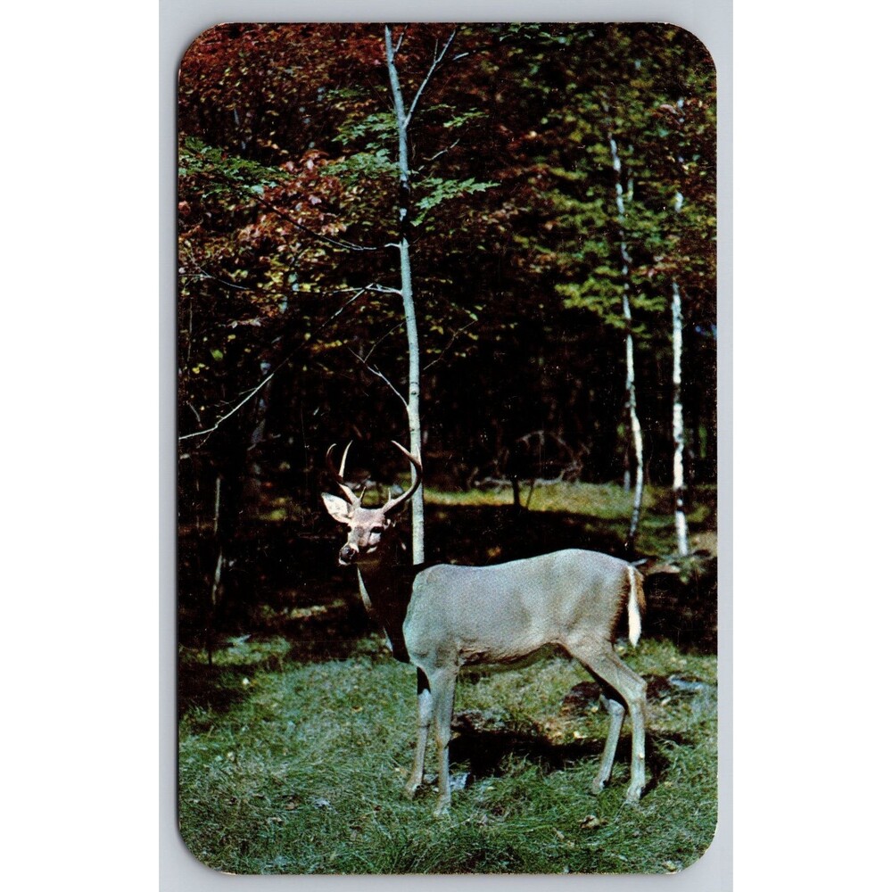 Vintage 1950s Deer Postcard "A Hunter's Dream" White Birch Background L.L. Cook